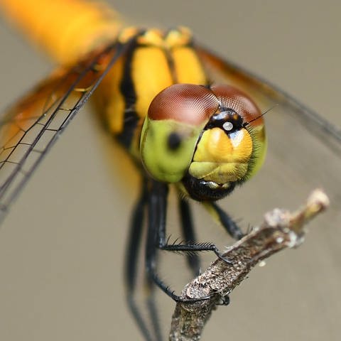 Libellen haben sehr gute Augen und sind gute Flieger. So können die Insekten schnell geeignete Gewässer für die Eiablage finden. (Foto: picture-alliance / Reportdienste, picture alliance / NurPhoto | Anuwar Hazarika)