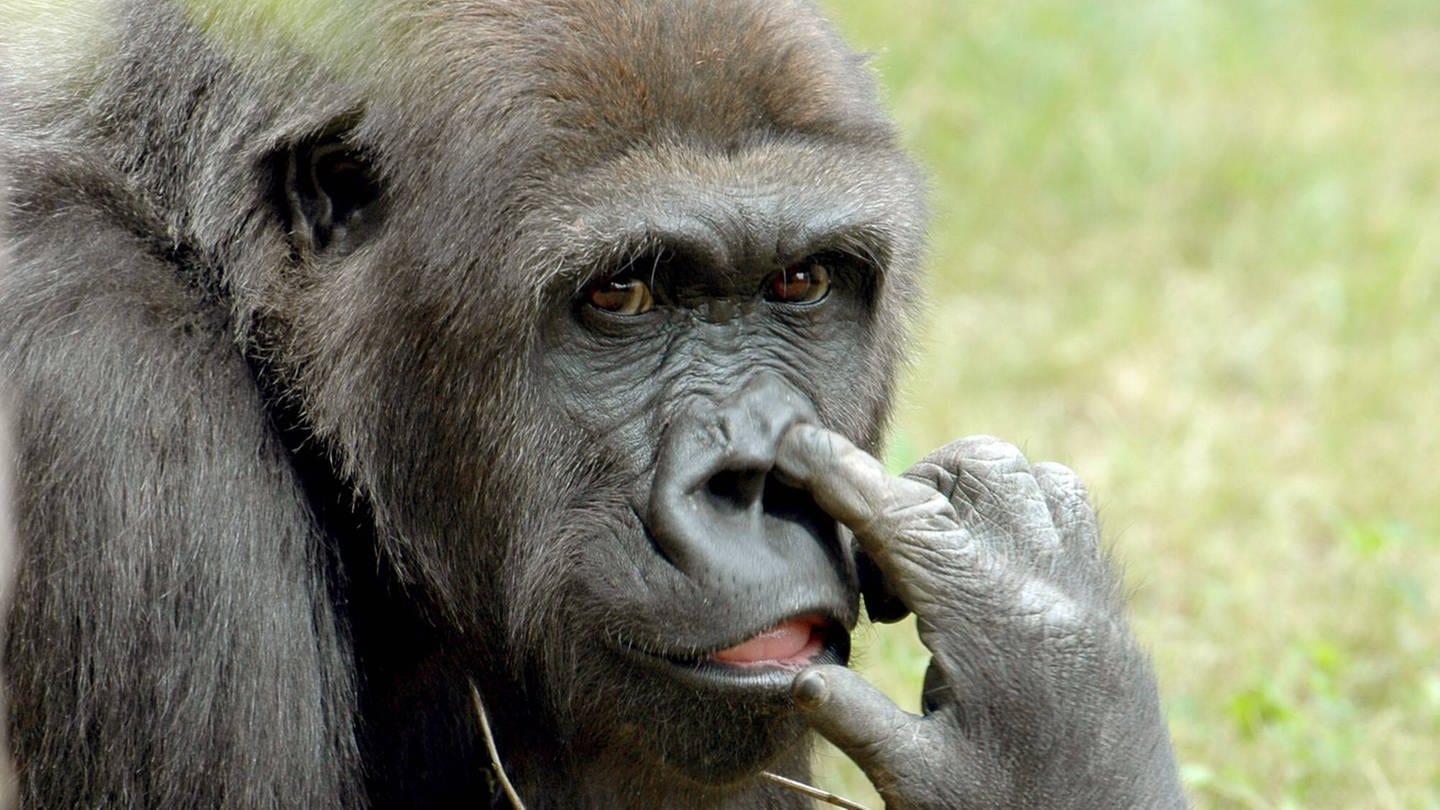 Ein Affe popelt in seiner Nase (Foto: IMAGO, IMAGO / Reiner Bernhardt)