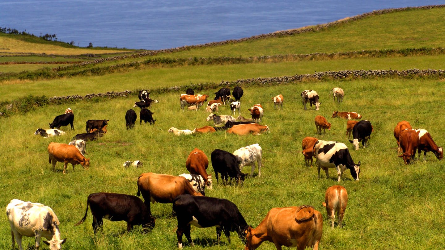 Kühe fressen Gras an der Küste (Foto: IMAGO, IMAGO / YAY Images)