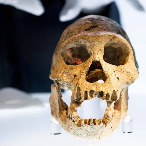Schädel D2700, entdeckt 2001 in Dmanisi in Georgien. Er ist schätzungsweise 1,8 Millionen Jahre alt. (Foto: picture-alliance / Reportdienste, picture alliance / dpa | Valerie Kuypers)