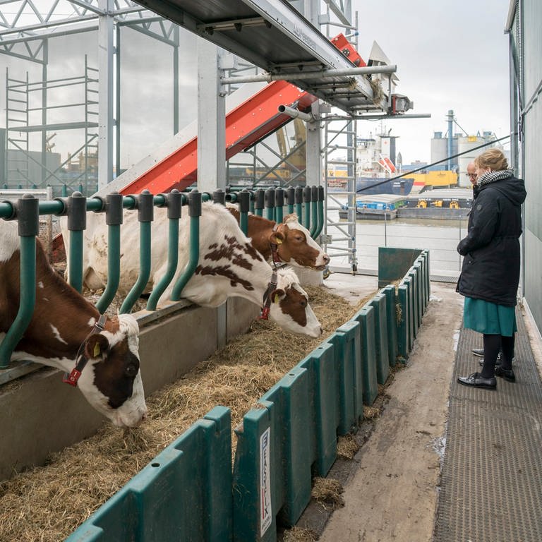 Die schwimmende Farm in Rotterdam: Kühe stehen in ihrem Stall und fressen (Foto: picture-alliance / Reportdienste, picture alliance / Robert B. Fishman | Robert B. Fishman)
