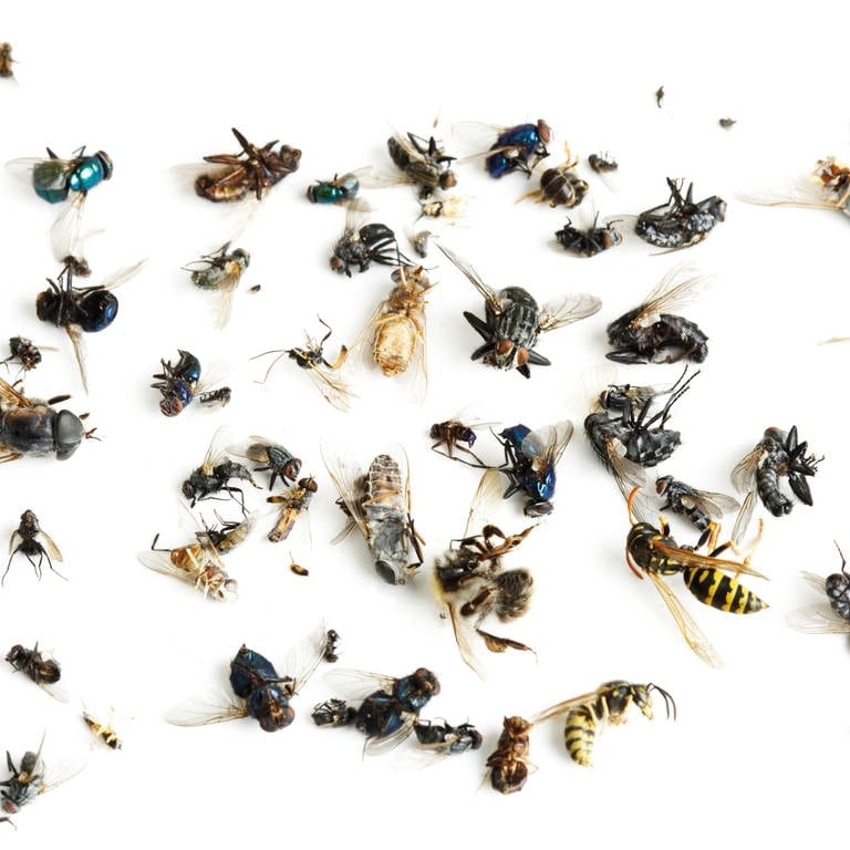 Symbolbild: Insektensterben (Foto: IMAGO, IMAGO / Shotshop)