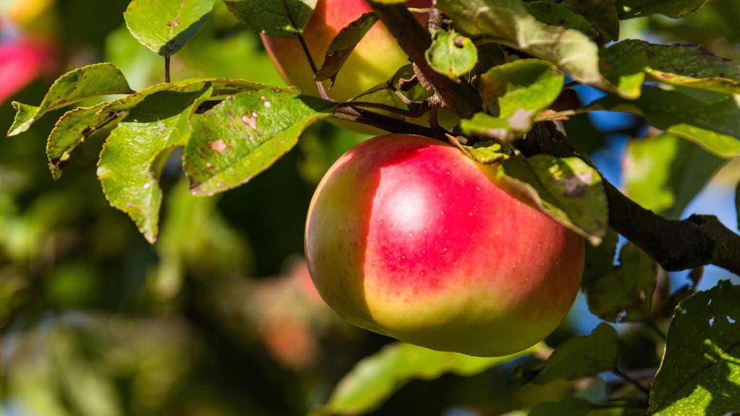 Apfel an einem Baum: Vermutlich vor rund 8.000 Jahren legten Menschen die ersten Obstgärten an, indem sie Bäume und Sträucher in Gruppen anordneten und sie bei Bedarf wässerten. (Foto: IMAGO, IMAGO / blickwinkel)