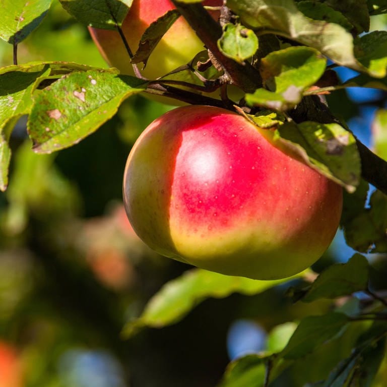 Apfel an einem Baum: Vermutlich vor rund 8.000 Jahren legten Menschen die ersten Obstgärten an, indem sie Bäume und Sträucher in Gruppen anordneten und sie bei Bedarf wässerten.  (Foto: IMAGO, IMAGO / blickwinkel)