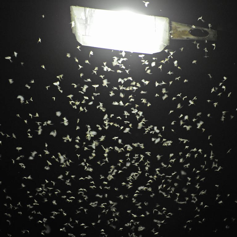 Insekten unter einer Straßenlaterne (Foto: picture-alliance / Reportdienste, picture alliance / dpa | Armin Weigel)