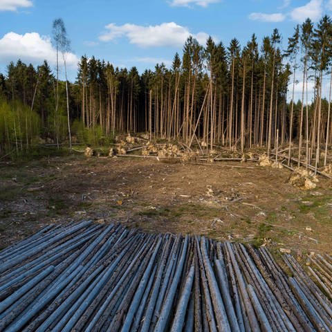 Waldsterben - aufgeschichtetes Stammholz am Rande einer wegen Borkenkäferbefall gefällten Waldfläche (Foto: IMAGO, IMAGO / Countrypixel)
