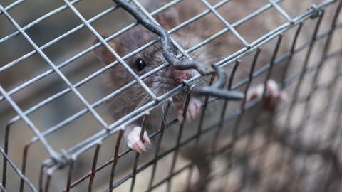 Ratte im Käfig (Foto: IMAGO, IMAGO / Wirestock)