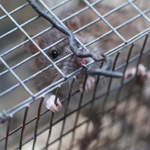 Ratte im Käfig (Foto: IMAGO, IMAGO / Wirestock)