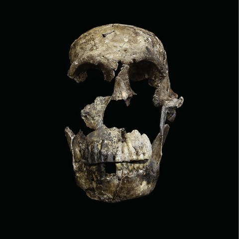 Schädel eines Homo naledi (Foto: picture-alliance / Reportdienste, picture alliance / Photoshot | -)