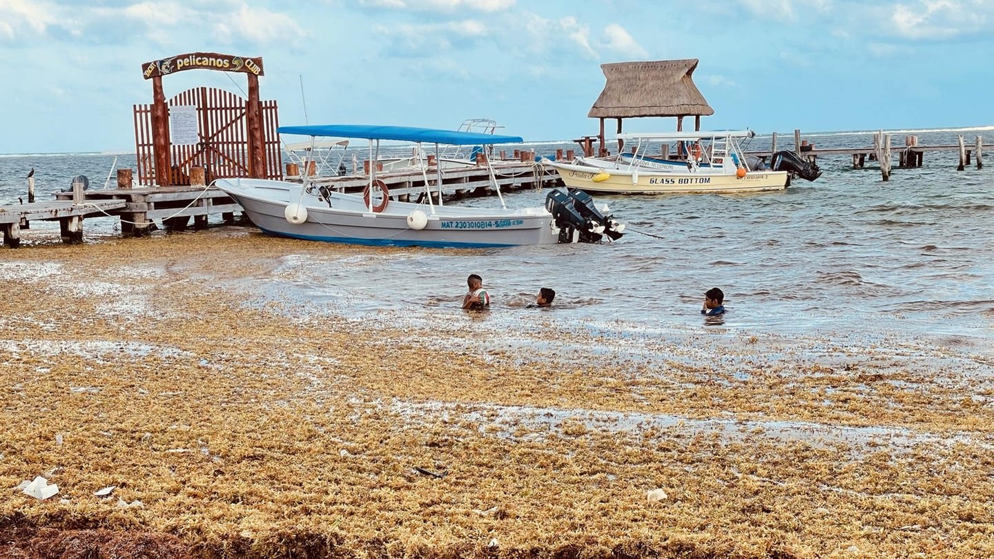 Jungen schwimmen in Puerto Morelos in Mexiko am Strand, der voller Algen ist. Ein gigantischer Algengürtel erstreckt sich von Cancún bis nach Afrika. Eine der Ursachen: der Klimawandel und die Abholzung am Amazonas. (Foto: SWR, Anne Demmer / ARD-Studio Mexiko-Stadt)