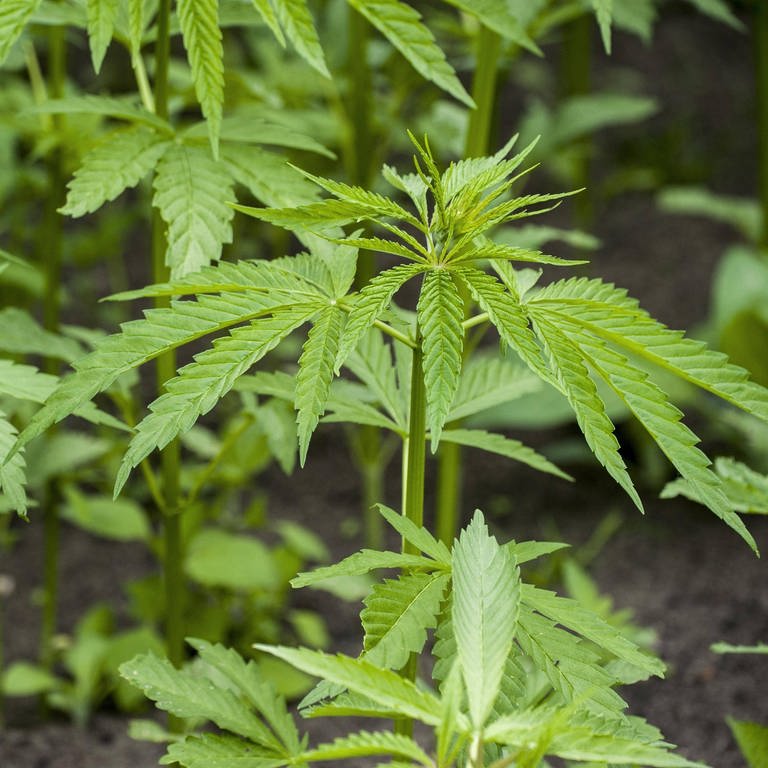 Cannabis Pflanzen (Foto: IMAGO, IMAGO / imagebroker)