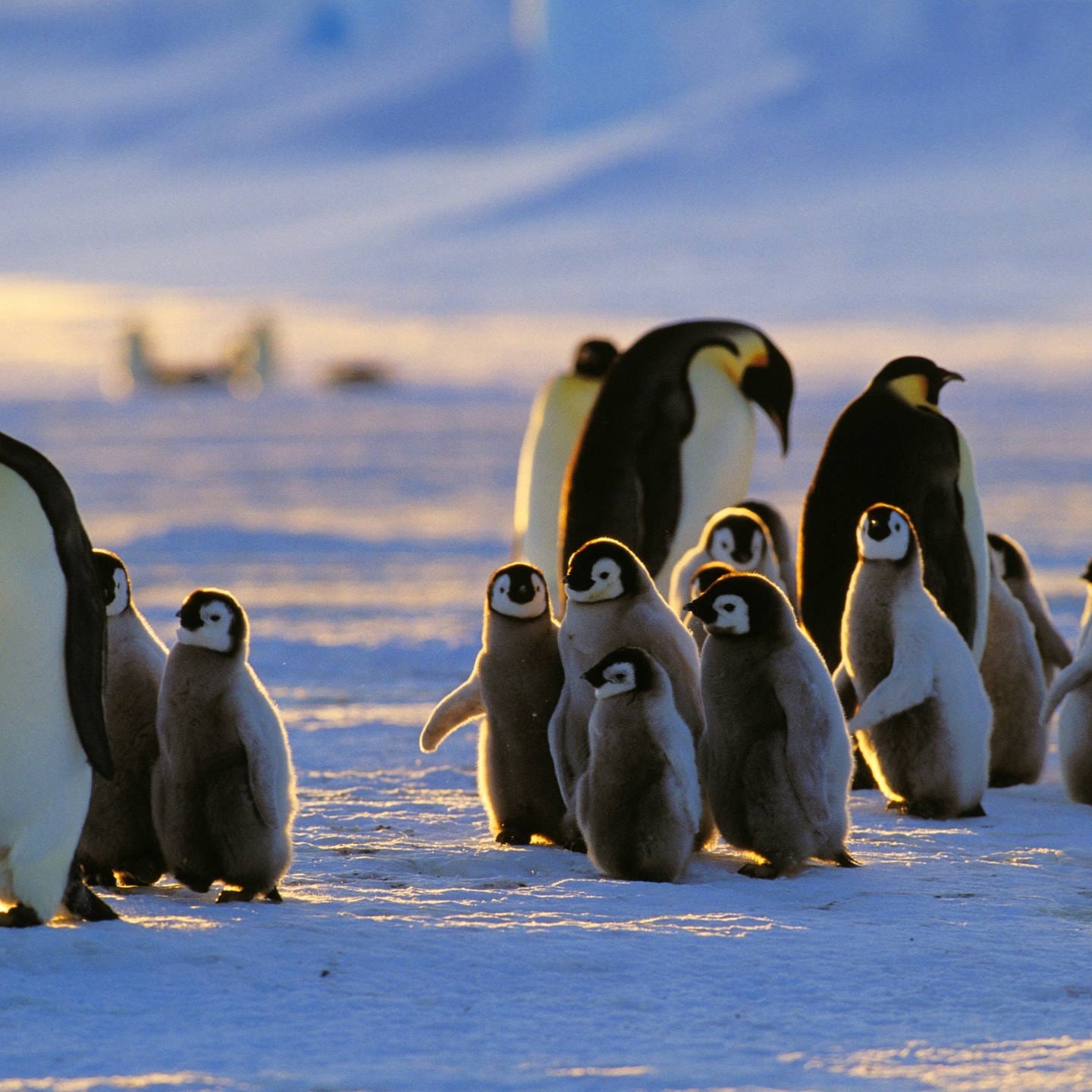 Biologie: Pinguine kennen nur zwei Geschmacksrichtungen - WELT
