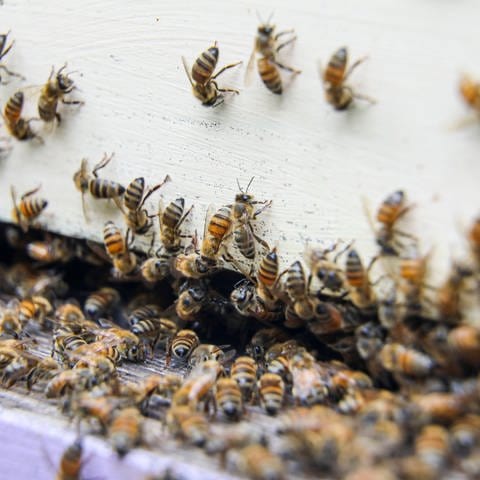 Bienenvolk in Florida (Foto: IMAGO, IMAGO / ZUMA Wire)