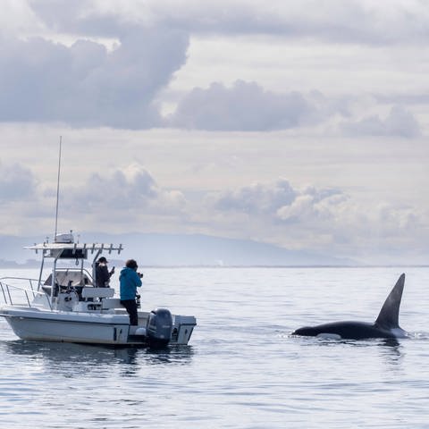 Zwei Orcas umkreisen ein Boot. (Foto: IMAGO, IMAGO / robertharding)