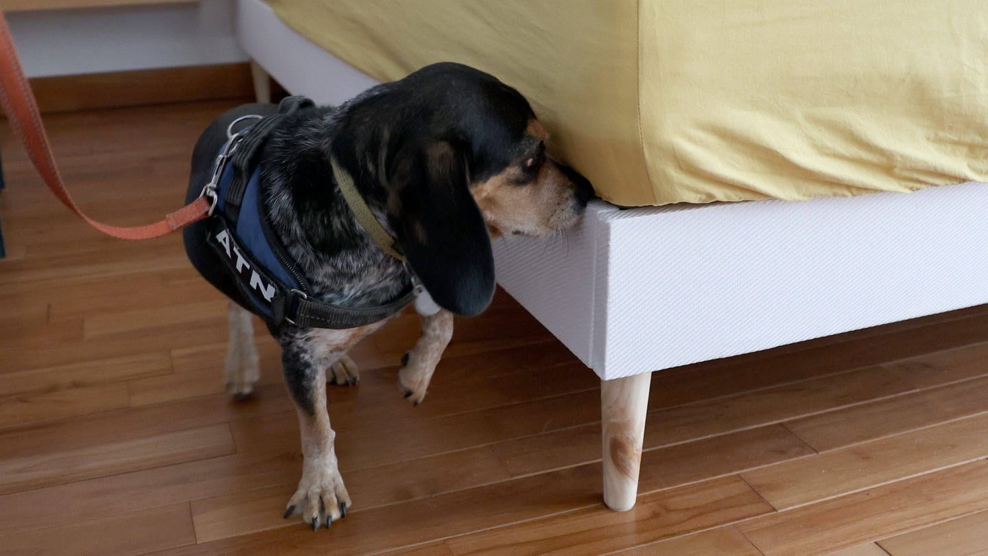 Ein Hund schnüffelt an einem Bett, zur Erkennung von Bettwanzen. (Foto: IMAGO, IMAGO / MAXPPP)