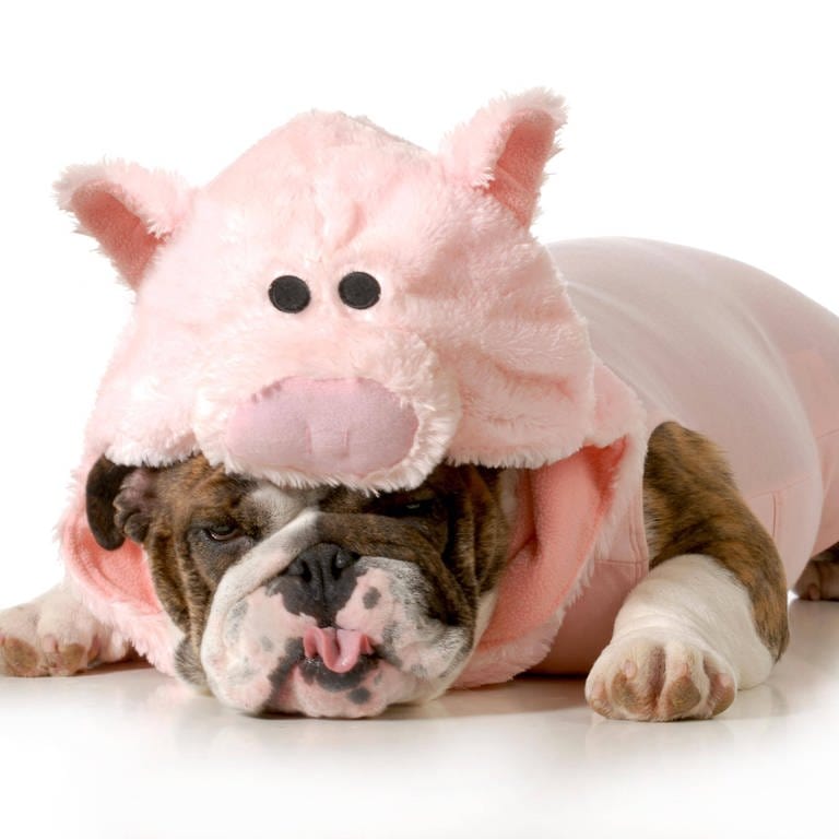 Hund liegt unter einem rosa Schweinekostüm aus Plüsch: Zu viel Chips und Schokolode, zu wenig Sport, ziellos im Internet surfen: Zahllose Ratgeber wollen uns helfen, schlechte Gewohnheiten loszuwerden, aber der innere Schweinehund steht uns im Weg. Warum?  (Foto: IMAGO, IMAGO / Panthermedia)