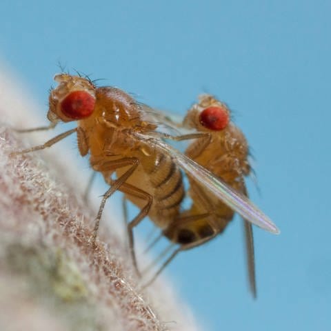 Fruchtfliegen bei der Paarung. (Foto: IMAGO, IMAGO / blickwinkel)