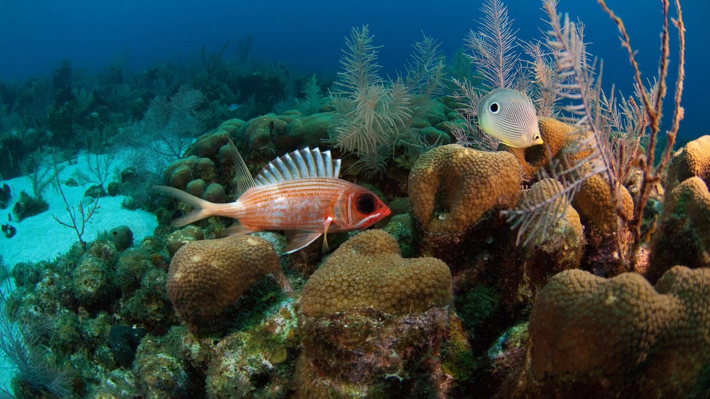 Das zweitgrößte Barriereriffsystem der Welt, Belize Barrier Reef. (Foto: IMAGO, IMAGO / agefotostock)