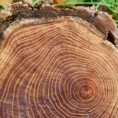 Jahresringe auf einer Baumscheibe (Foto: IMAGO, IMAGO / blickwinkel)