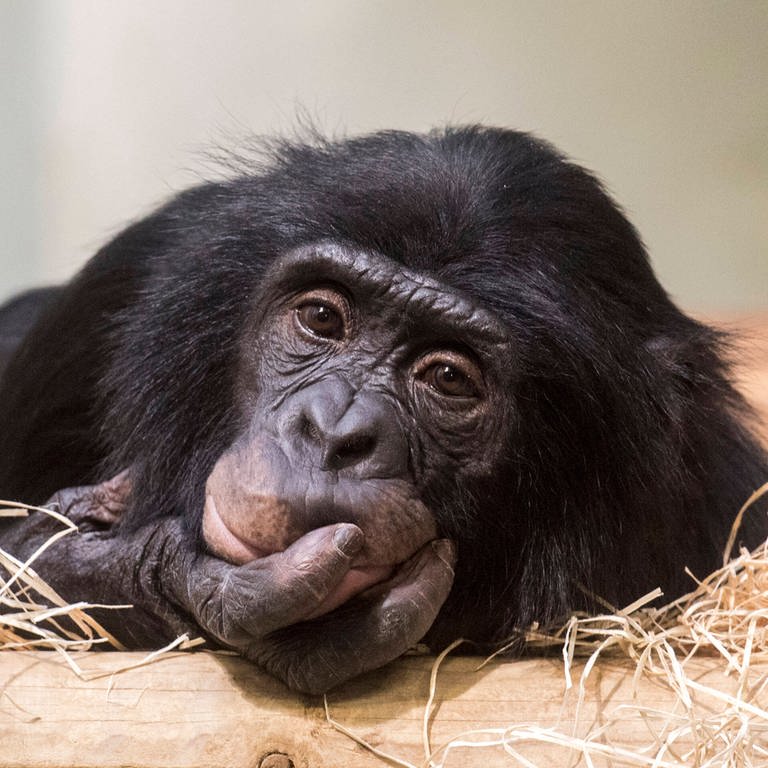 Bonobo-Männchen Kivu (Foto: IMAGO, imago images/Olaf Wagner)