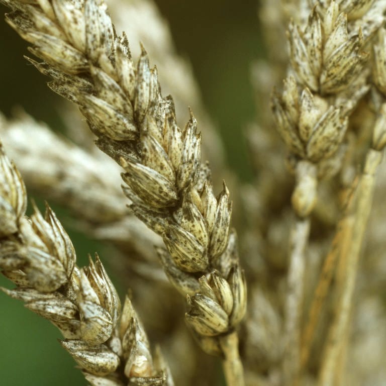 Saat-Weizen mit Getreideschwärze (erregt durch verschiedene Pilze) (Foto: picture-alliance / Reportdienste, picture alliance / blickwinkel/R. Koenig | R. Koenig)