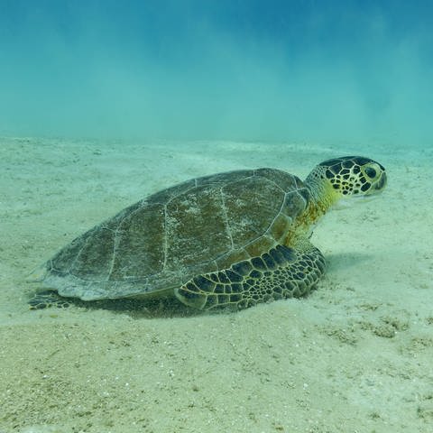 Unterwasserbild einer Meeresschildkröte (Foto: IMAGO, IMAGO / Addictive Stock)