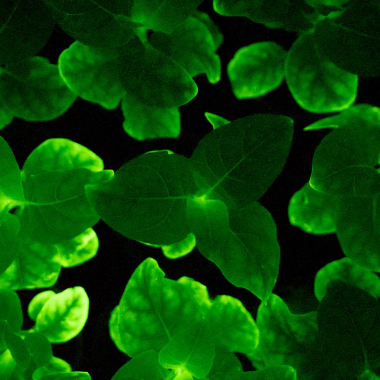 Eine biolumineszierende Glühwürmchen-Petunie (Foto: picture-alliance / Reportdienste, picture alliance/dpa/Light Bio | Light Bio)