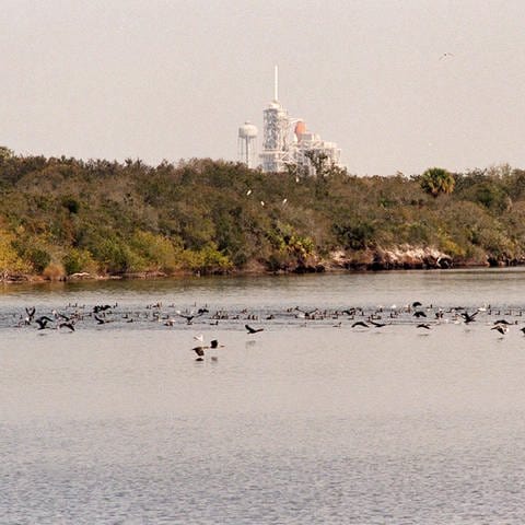 KENNEDY SPACE CENTER, FLA. – Zahlreiche Vögel, vor allem Grau- und Weißpelikane, Kormorane, Möwen, Reiher und Fischadler, strömen in Hektik zum Wendebecken östlich des Fahrzeugmontagegebäudes, während sich Fischschwärme im Wasser füllen. Im Hintergrund ist die Startrampe A mit dem Space Shuttle Endeavour zu sehen, das am Freitag, dem 11. Februar, auf den Start der Mission STS-99 wartet. Das Becken ist Teil der Indian River Lagoon, die im Norden aus der Mosquito Lagoon, im Süden aus dem Banana River und Creek und im Westen aus dem Indian River besteht.  (Foto: IMAGO, IMAGO / piemags)