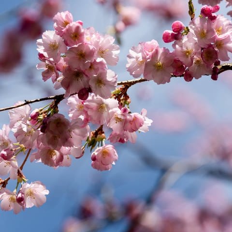 Japanische Kirschblüte in einer Parkanlage im Frühjahr (Foto: IMAGO, IMAGO / penofoto)