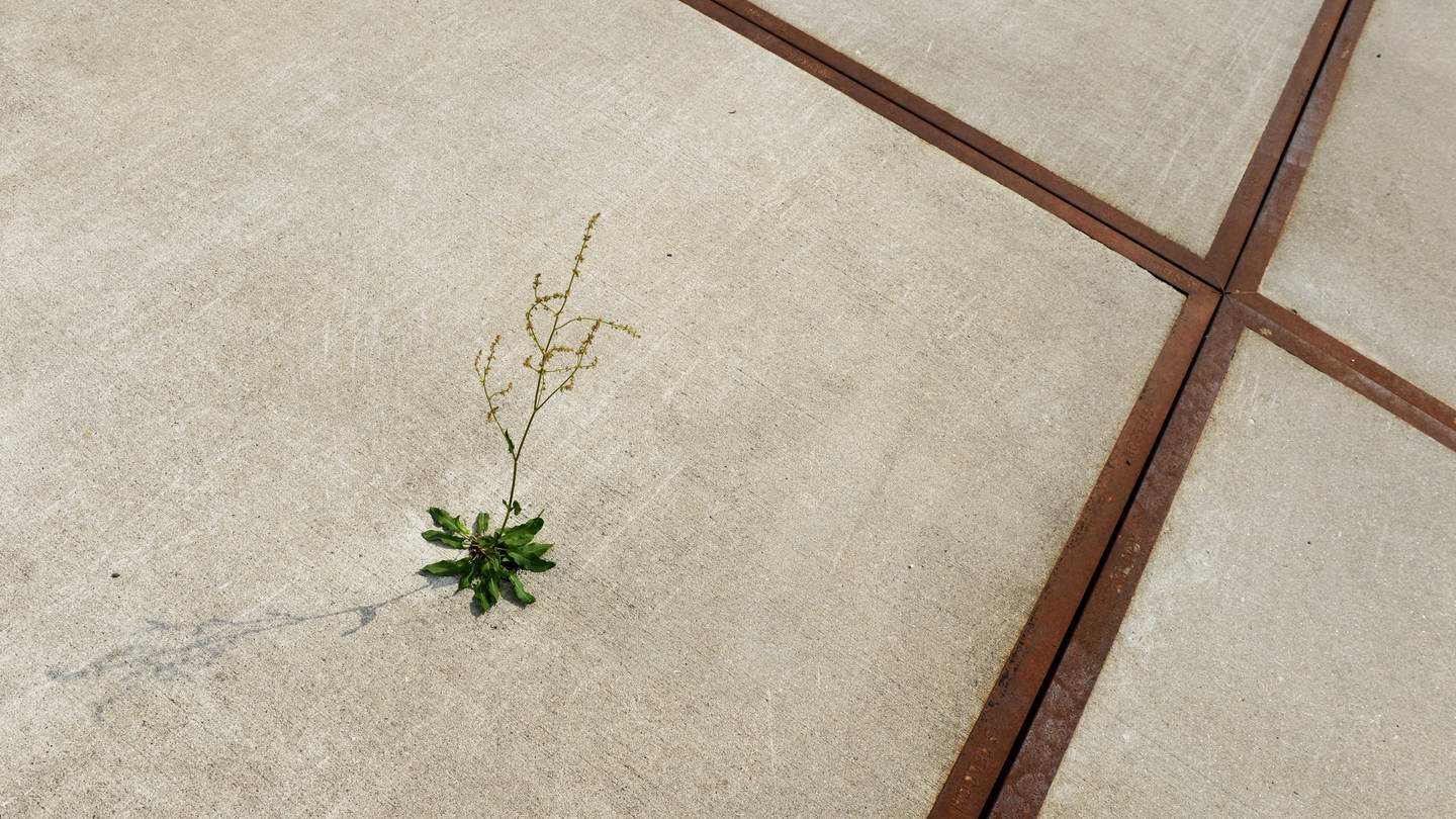 Eine Sauerampfer-Pflanze wächst aus einem kleinen Loch im Beton. (Foto: picture-alliance / Reportdienste, picture alliance / ZB | Jens Kalaene)