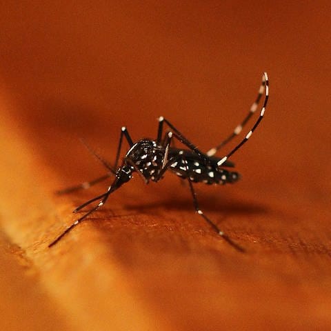 Asiatische Tigermücke (Aedes albopictus) (Foto: picture-alliance / Reportdienste, picture alliance / dpa | Dr. Doreen Werner)