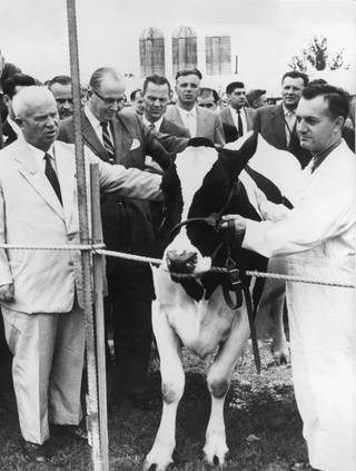 Ministerpräsident Nikita Chruschtschow (l) betrachtet beim Besuch der Musterfarm von Beltsville in der Nähe von Washington im September 1959 ein Zuchtrind. (Foto: picture-alliance / Reportdienste, (c) dpa - Bildarchiv)