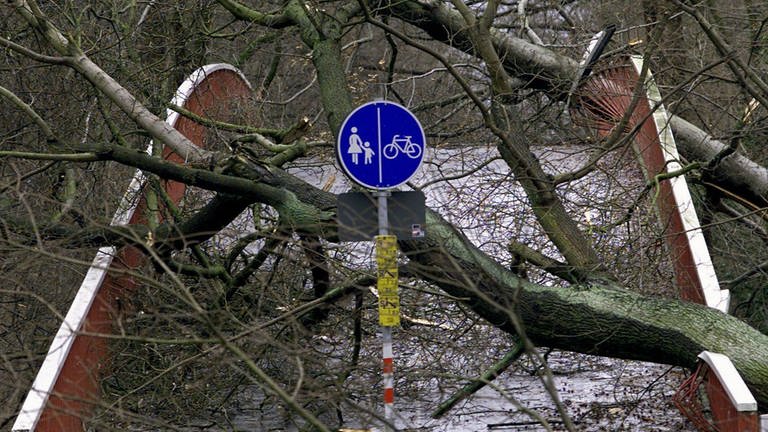 Durch umgestürzte Bäume ist diese Brücke in Karlsruhe am 26.12.1999 völlig unpassierbar geworden. Mehr als 100 Menschen starben in Frankreich, Deutschland und der Schweiz durch das Orkantief Lothar;  die meisten durch umfallende Bäume.  (Foto: dpa Bildfunk, (c) dpa)