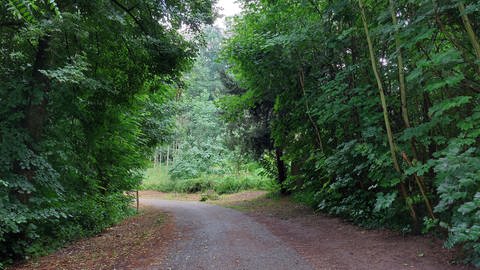 Der Wald hat eine Fläche von 60 Hektar (Foto: SWR)