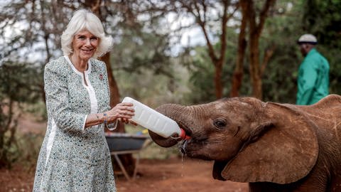 Königin Camilla steht mit einem Blümchenkleid neben einem Baby-Elefanten in in einem Elefantenwaisendorf bei Nairobi in Kenia und hält eine große Flasche mit Milch in den Mund des Tieres. Es saugt genüßlich daran und umklammert es mit seinem Rüssel. Die Königin lächelt dabei. Im Hintergrund sieht man einen Pfleger.