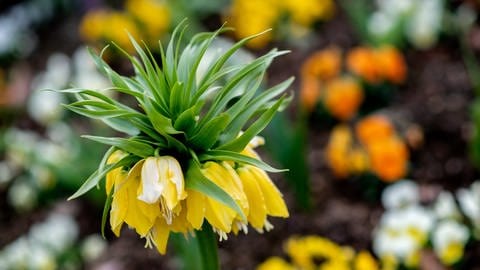 Die Kaiserkrone ist ein prächtiger Flühblüher. Die Blume sorgt im Frühjahr im Garten für Farbe. (Foto: picture-alliance / Reportdienste, picture alliance/dpa | Hauke-Christian Dittrich)