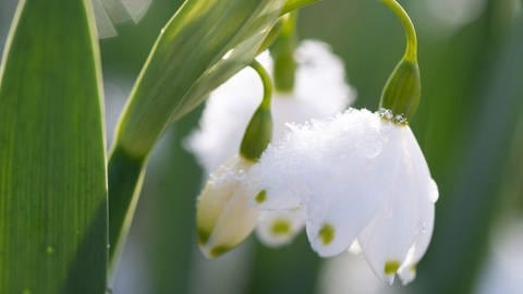 Schneeglöckchen im frühen Frühjahr: Die weiße Blume kündigt im Garten den nahenden Frühling an. (Foto: picture-alliance / Reportdienste, picture alliance/dpa/dpa-Zentralbild | Sebastian Kahnert)