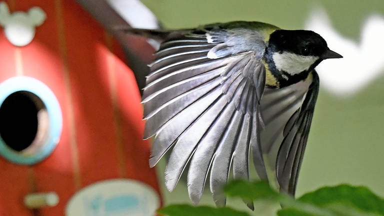 Heimische Vögel im Quiz: Eine Kohlmeise fliegt von einem roten Nistkasten weg.