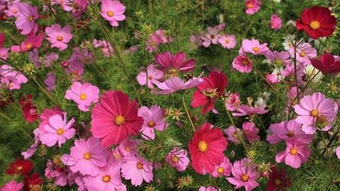 Blühende Cosmea in einem Garten (Foto: Colourbox, Colourbox -)