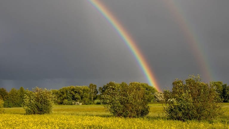SWR4 Wettermelder: Ein Regenbogen ist nach einem Schauer über den Feldern mit gelben Blumen und einigen Büschen zu sehen.