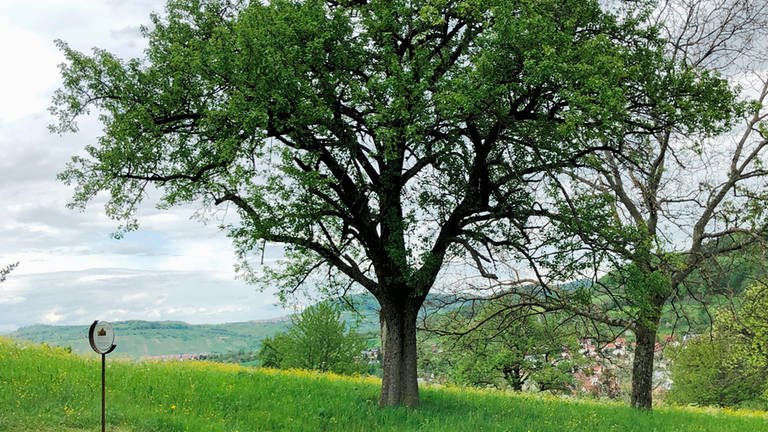 Ein schöner alter Birnbaum steht am Rande des Weges. Im Hintergrund kann man die Schwäbische Alb in der Ferne genießen.  (Foto: SWR, Friederike Dauser)