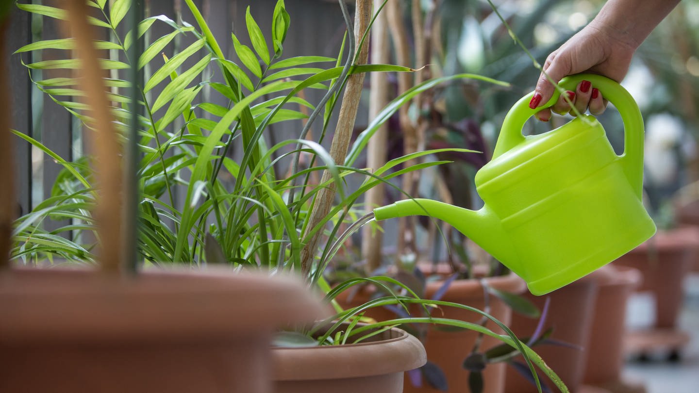 Eine Hand mit Gießkanne gießt Wasser in einen Topf mit einer Pflanze. (Foto: picture-alliance / Reportdienste, picture alliance / dpa-tmn | Christin Klose)