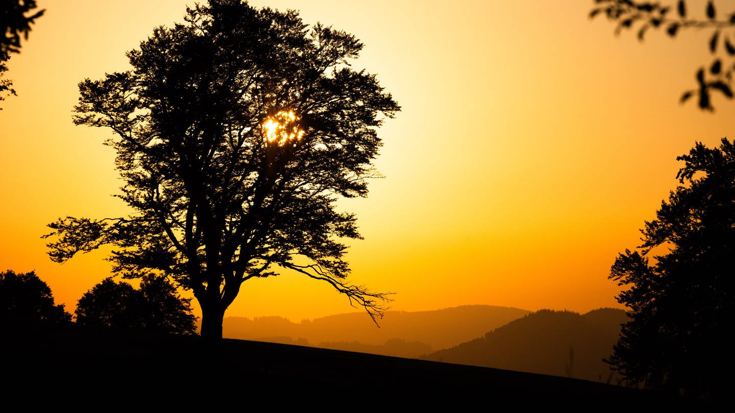 Die aufgehende Sonne scheint im Schwarzwald durch die Krone eines Baums hindurch. (Foto: picture-alliance / Reportdienste, Philipp von Ditfurth)