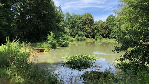 Wandern in BW: Auf dem Fünfmühlen-Rundweg in Siegelsbach lässt sich das Kraichgau zu Fuß erleben. Am Wegesrand laden beispielsweise kleine Seen zum Verweilen ein. (Foto: SWR, Catharin Reinmuth)