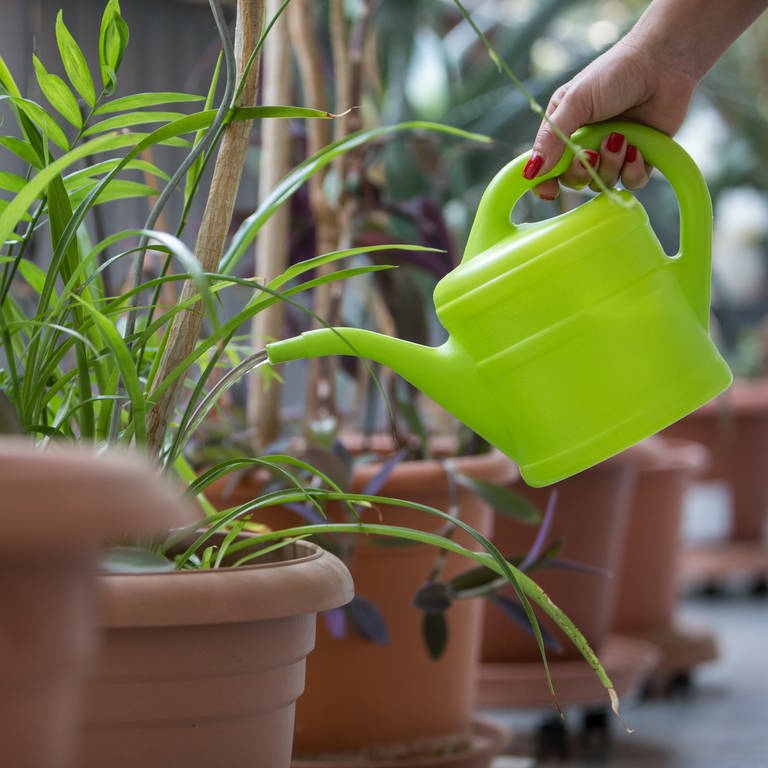 Eine Hand mit Gießkanne gießt Wasser in einen Topf mit einer Pflanze.