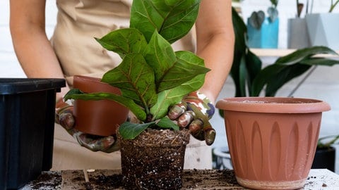 Eine grüne Zimmerpflanze ohne Topf, daneben auf einem Tisch ein größerer Blumentopf.