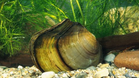 Die Gemeine Teichmuschel ist eine flache bräunliche Muschel. Sie liegt auf Sand am Boden. Im Hintergrund sind grüne Unterrwassergewächse zu sehen. (Foto: picture-alliance / Reportdienste, blickwinkel/F. Hecker | F. Hecker)