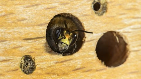 Eine Biene sitzt in einem Loch, das für ein Insektenhotel in ein Stück Holz gebohrt wurde. (Foto: picture-alliance / Reportdienste, blickwinkel/G. Fischer)