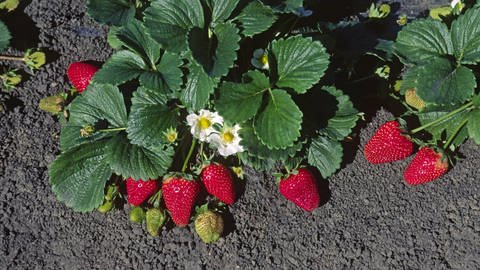 Erdbeerpflanze mit reifen Früchten. (Foto: dpa Bildfunk, picture alliance / blickwinkel/McPHOTO | McPHOTO)