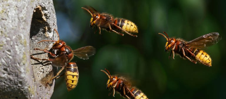Insekten: Hornissen beim Anflug auf das Nest. Hornissen zählen zu den Wespen. (Foto: picture-alliance / Reportdienste, Zoonar | JUERGENLANDSHOEFT)